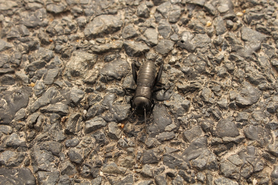 Gryllus campestris - mezei tücsök