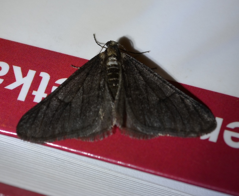Agriopis leucophaearia - tölgy-tavasziaraszoló