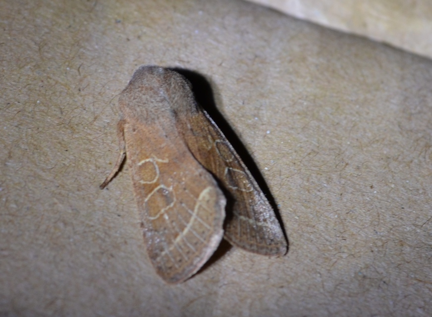 Orthosia cerasi - közepes barkabagoly