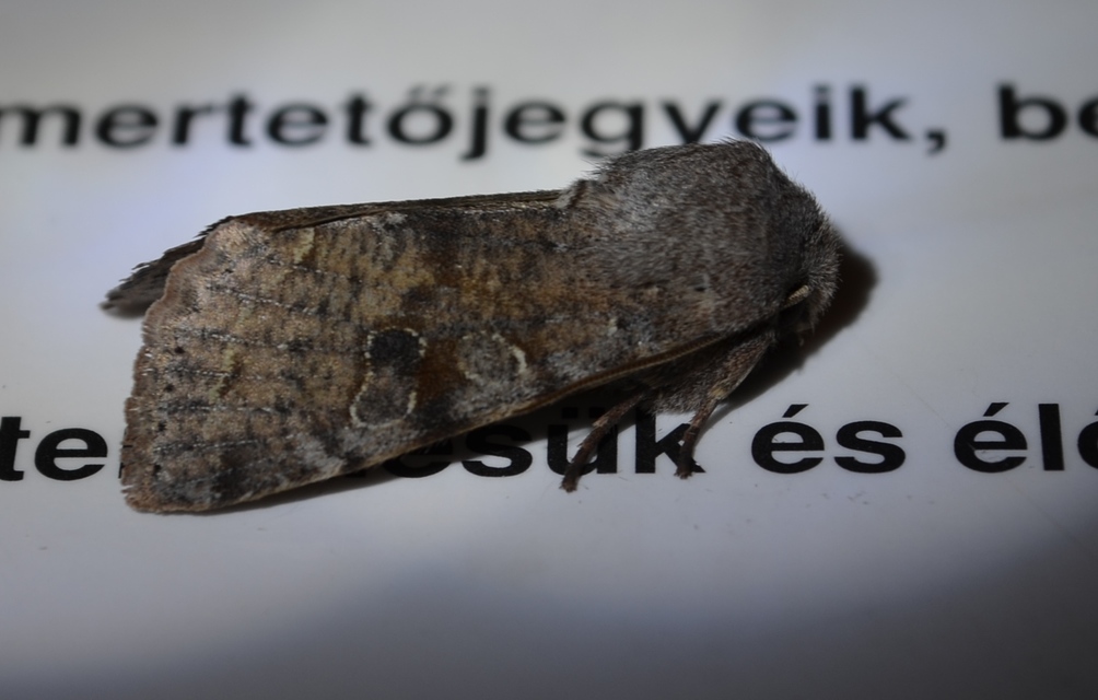 Orthosia incerta - változékony barkabagoly