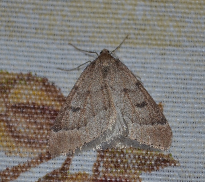 Theria rupicapraria - tavaszi kökényaraszoló