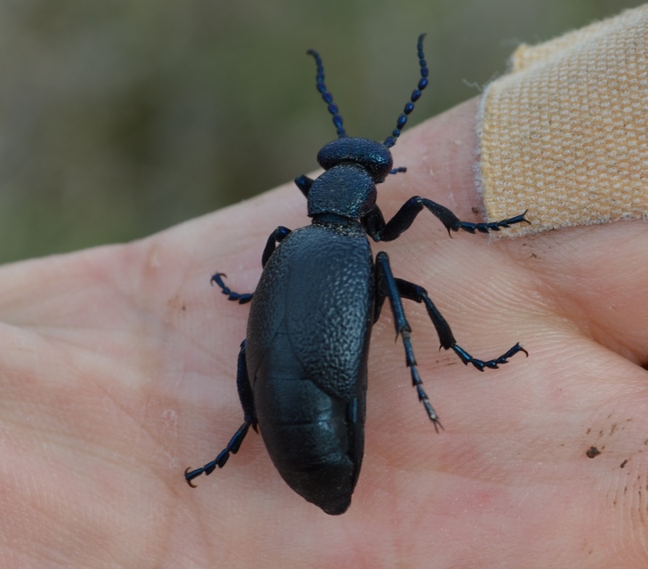 Meloe proscarabaeus - közönséges nünüke