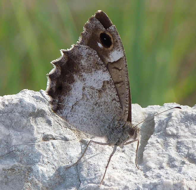 Hipparchia statilinus - homoki szemeslepke