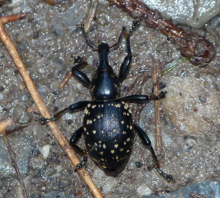 Liparus glabrirostris - közönséges acsalapuormányos