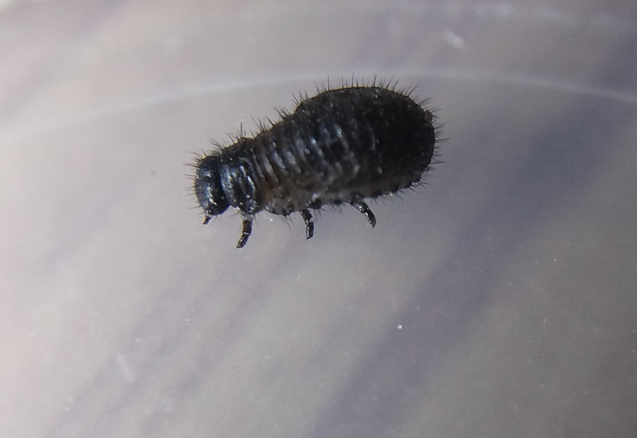Galeruca pomonae - barna olajosbogár