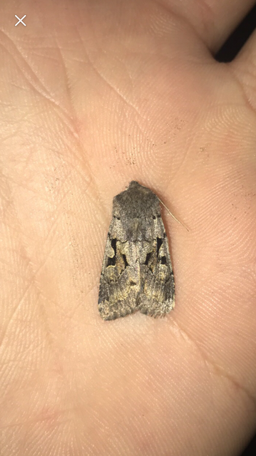 Orthosia gothica - feketefoltos barkabagoly