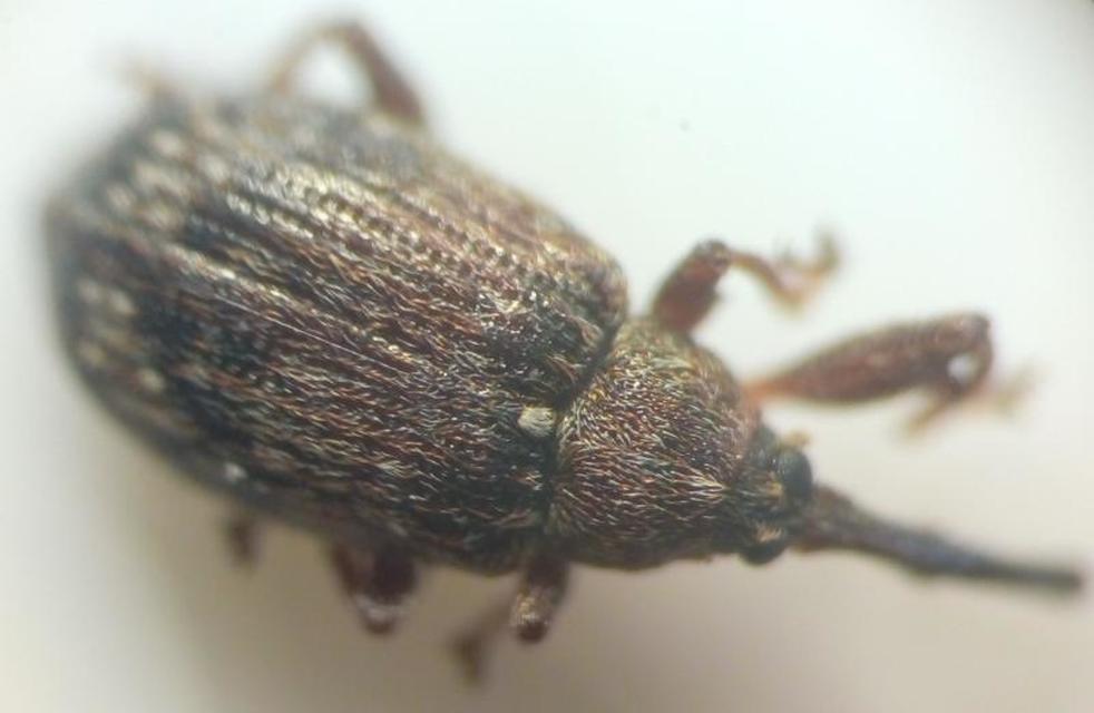 Anthonomus pomorum - alma-bimbólikasztó Anthonomus pomorum - alma-bimbólikasztó