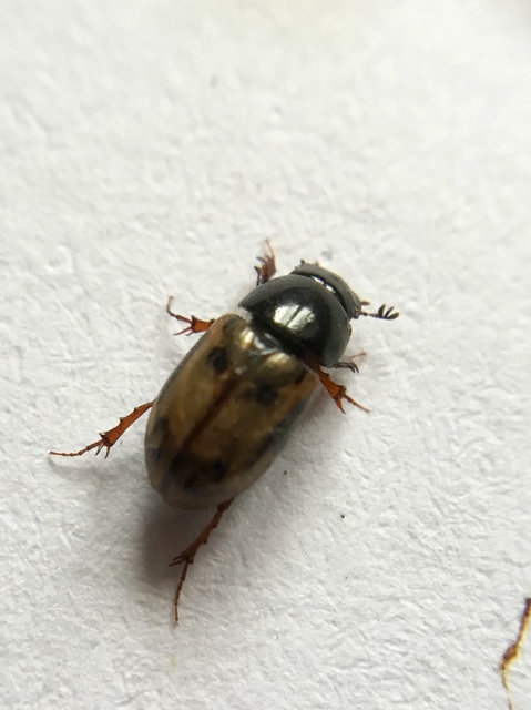 Aphodius distinctus - rajzos trágyabogár
