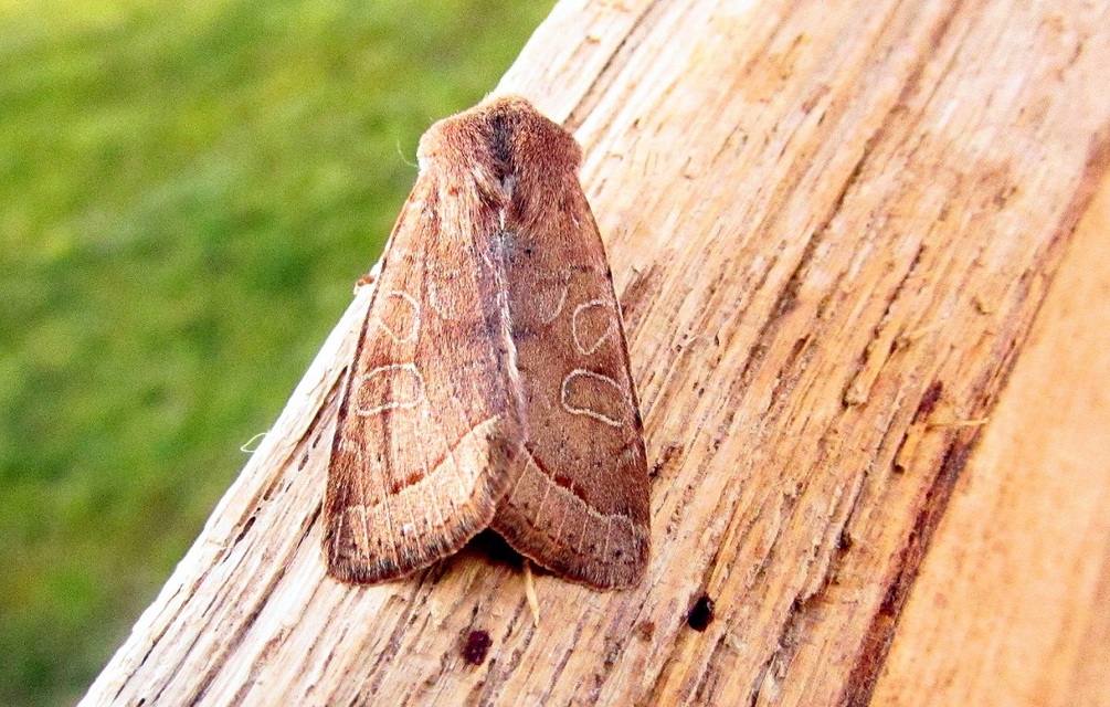 Orthosia cerasi - közepes barkabagoly