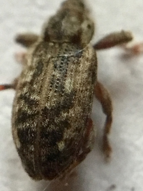 Dorytomus ictor - szegélyes hangormányos