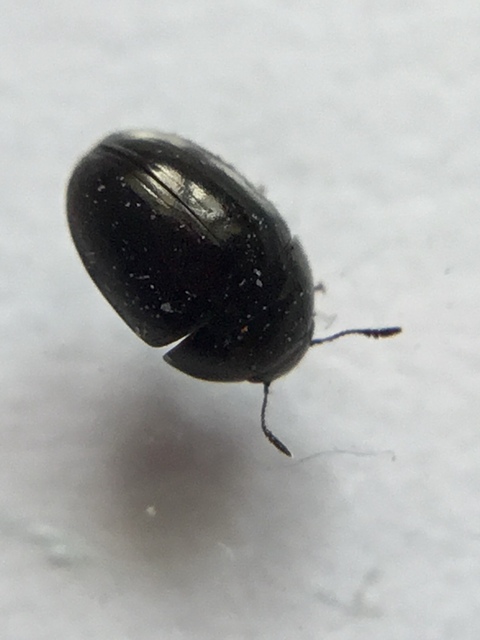 Phalacridae - kalászbogárfélék Phalacridae - kalászbogárfélék