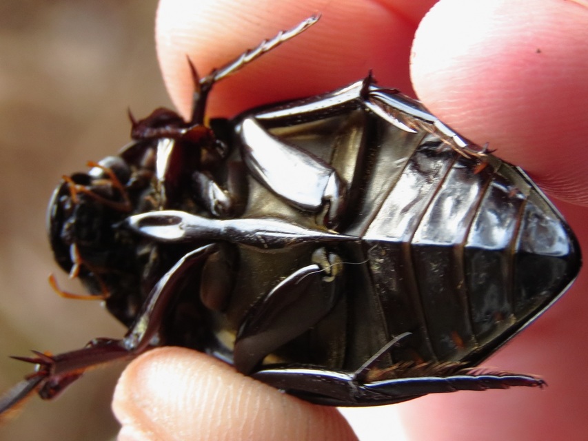 Hydrophilus piceus - közönséges óriáscsibor