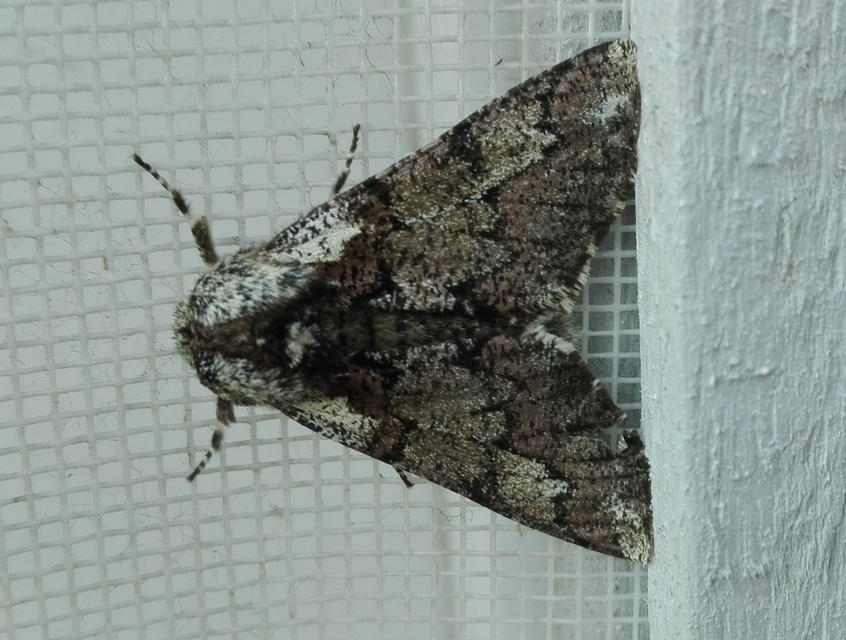 Biston strataria - barnapettyes araszoló