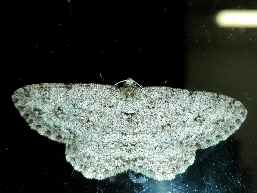 Ectropis crepuscularia - avararaszoló