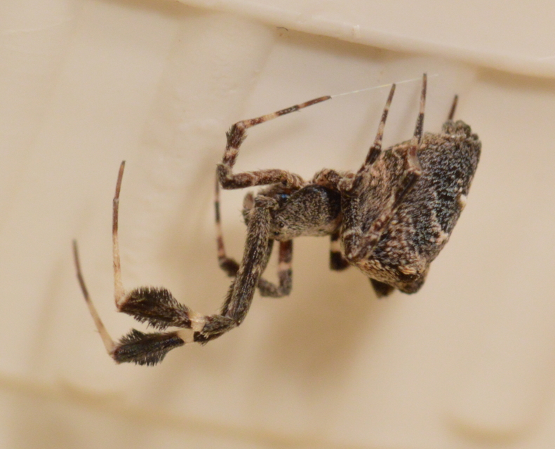Uloborus plumipes - pamatoslábú derespók