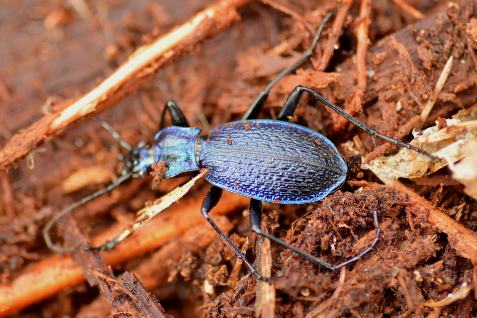 Carabus intricatus - kék laposfutrinka Carabus intricatus - kék laposfutrinka