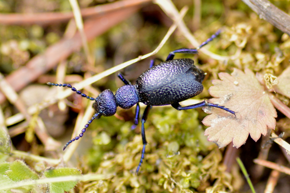 Meloe proscarabaeus - közönséges nünüke