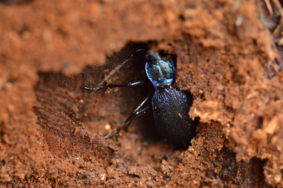Carabus intricatus - kék laposfutrinka Carabus intricatus - kék laposfutrinka