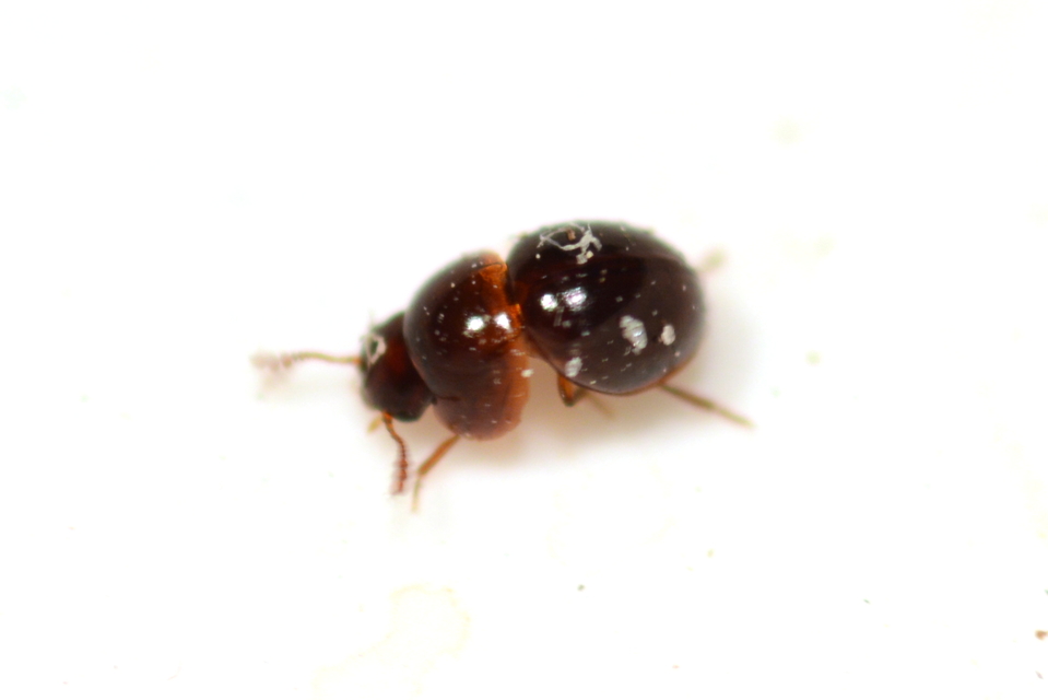 Agathidium Agathidium