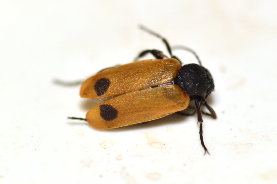 Apalus bimaculatus - kétfoltos élősdibogár