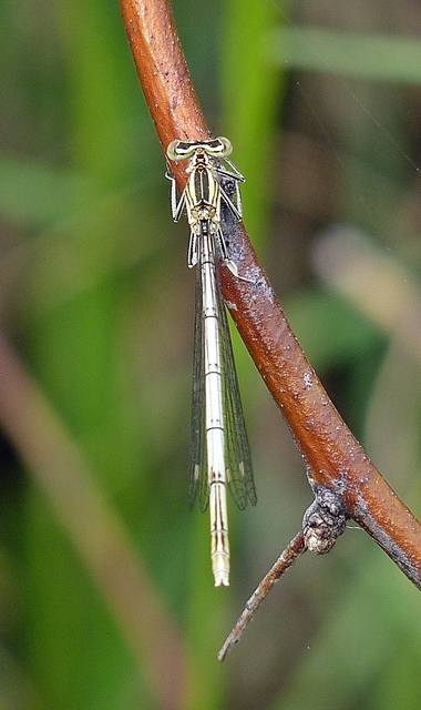 Platycnemis pennipes - széleslábú szitakötő