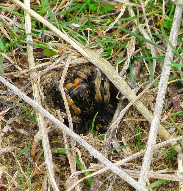Geolycosa vultuosa - pokoli cselőpók