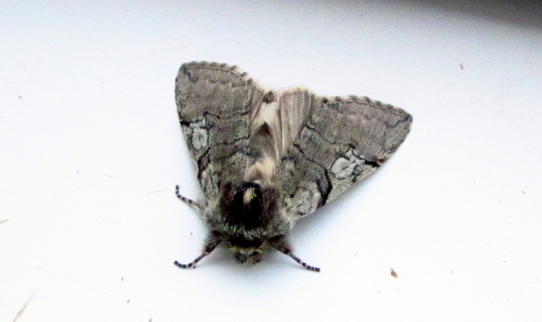 Achlya flavicornis - nyíres pihésszövő