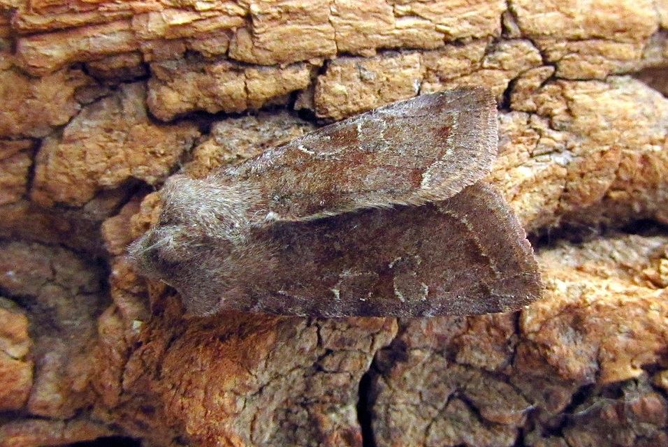 Orthosia incerta - változékony barkabagoly