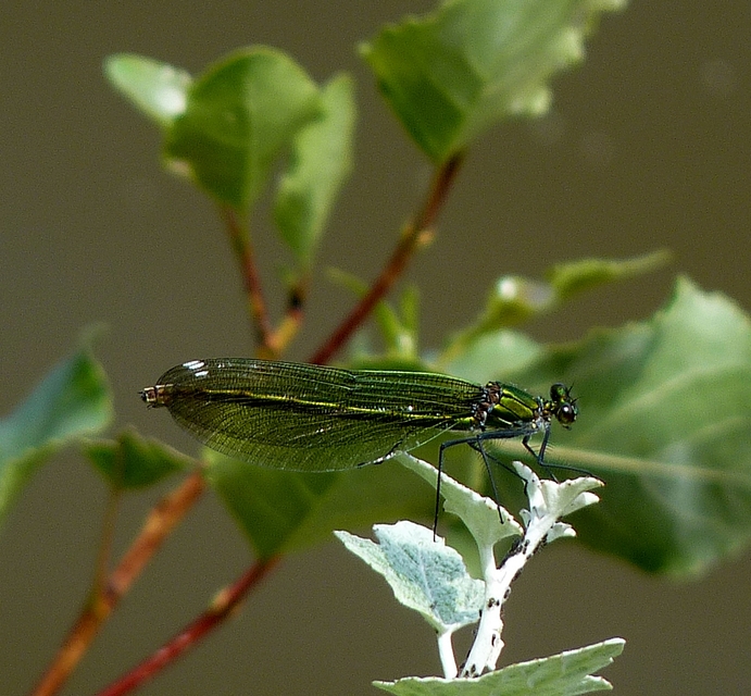 Calopteryx splendens - sávos szitakötő