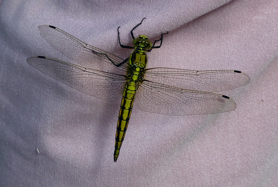 Orthetrum cancellatum - feketefarkú pásztorszitakötő