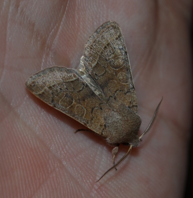 Orthosia cerasi - közepes barkabagoly