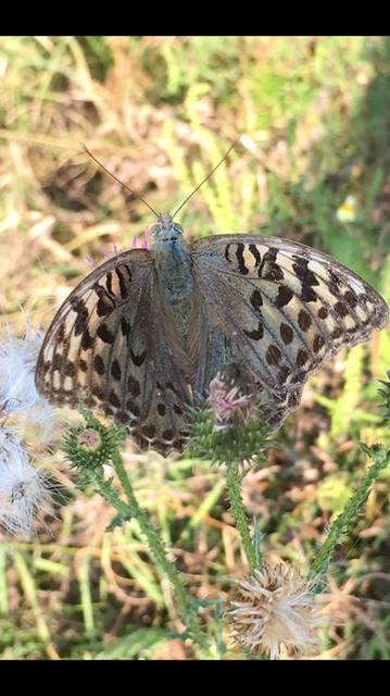 Argynnis pandora - zöldes gyöngyházlepke