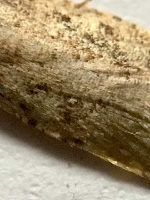 Depressariidae - laposmolyfélék