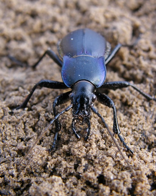 Carabus germarii exasperatus - dunántúli kékfutrinka