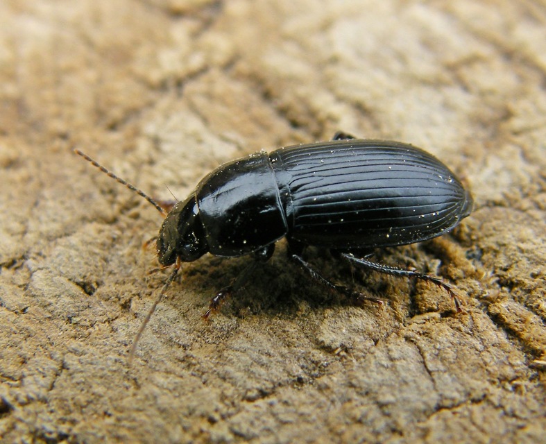 Harpalus serripes - fekete lomhafutó