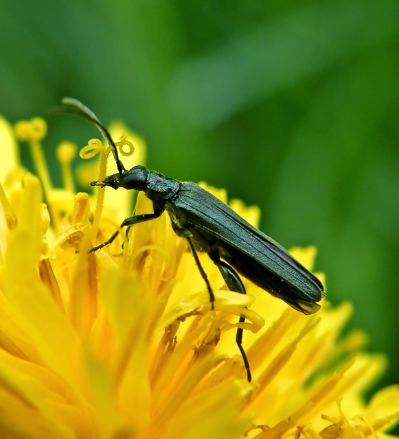 Oedemera