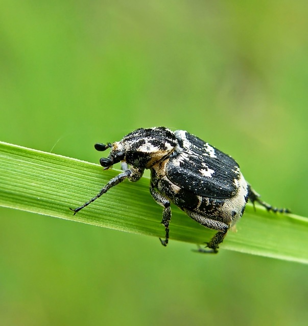 Valgus hemipterus - suta virágbogár