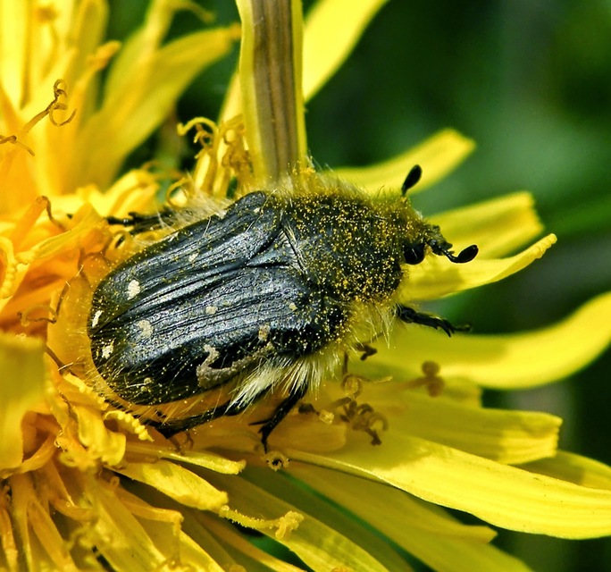 Tropinota hirta - bundás virágbogár