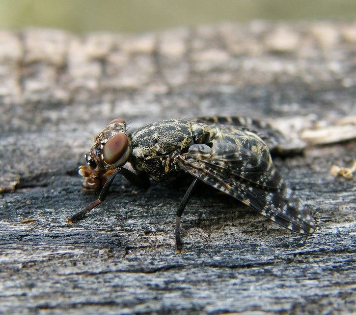 Platystoma