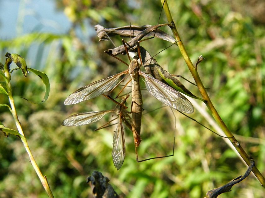 Tipula