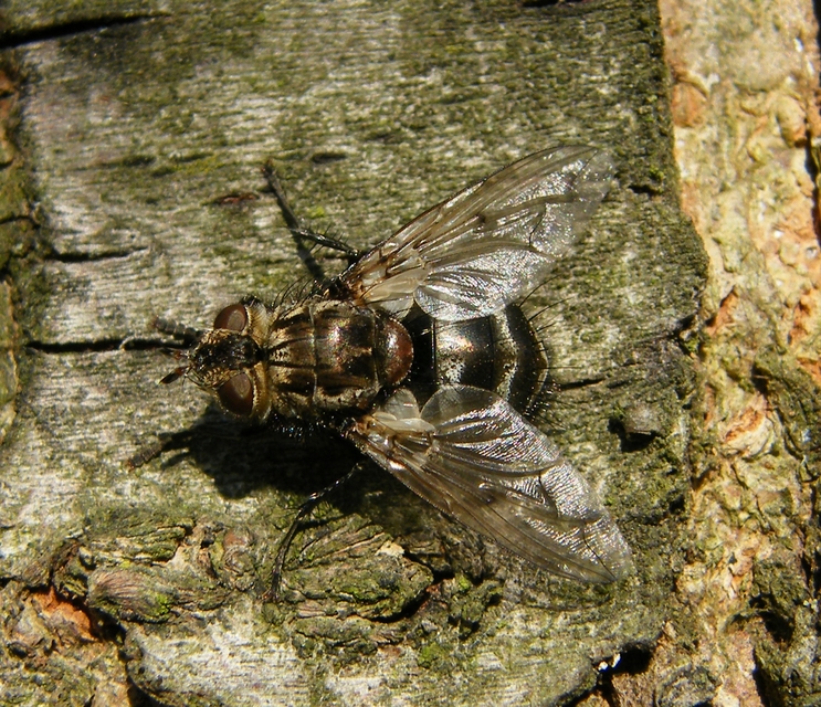 Tachinidae - fürkészlegyek