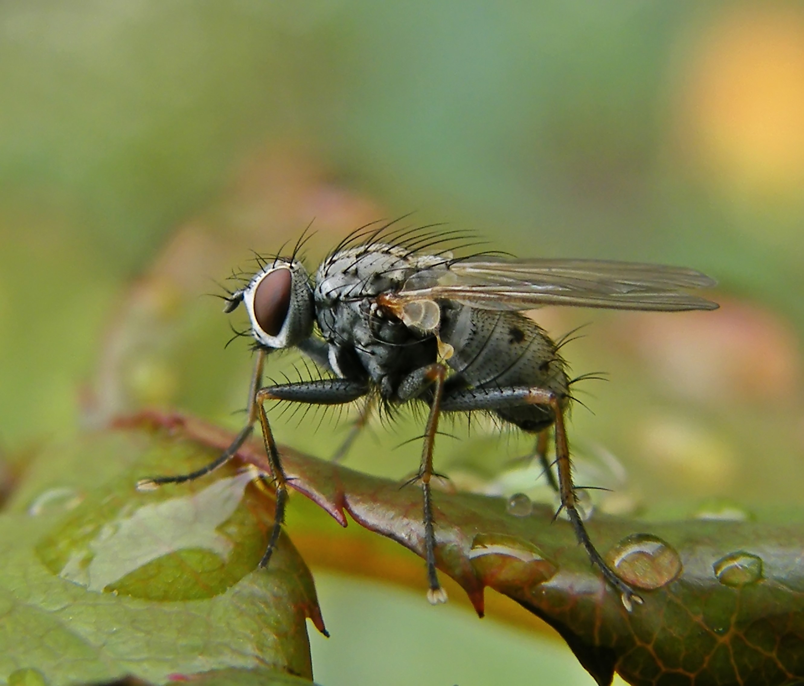 Coenosia tigrina