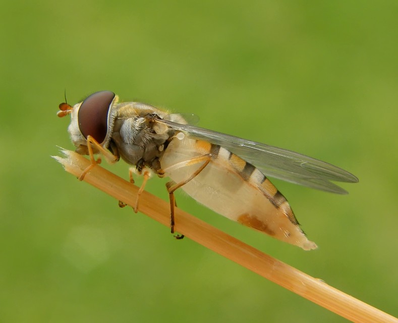 Episyrphus balteatus - ékfoltos zengőlégy