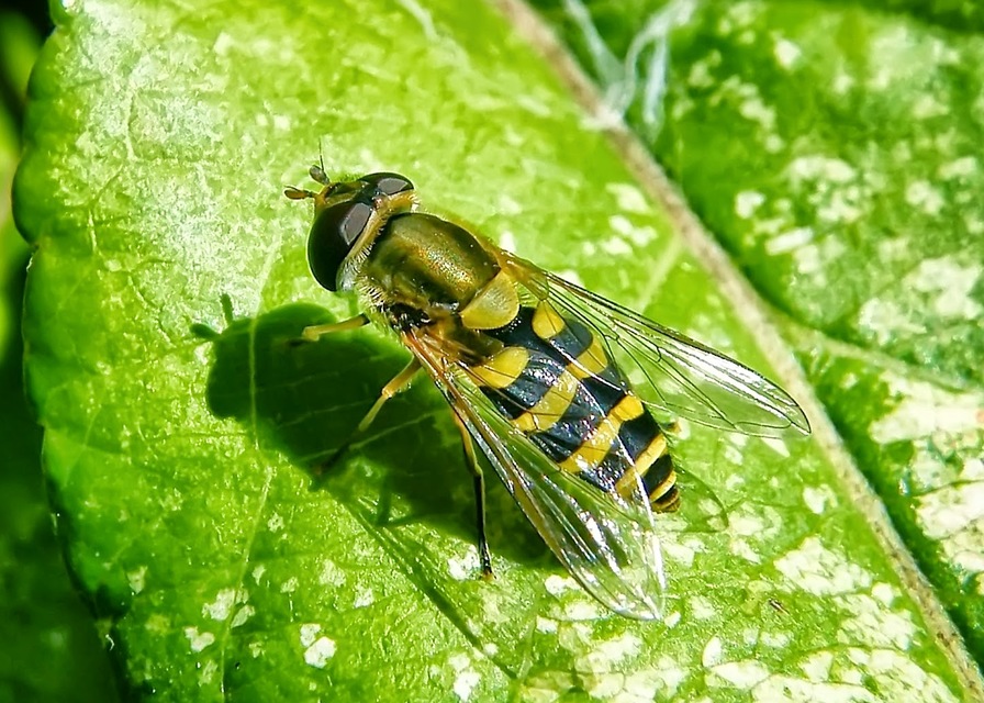Syrphidae - zengőlegyek