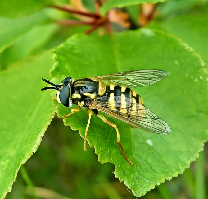 Chrysotoxum