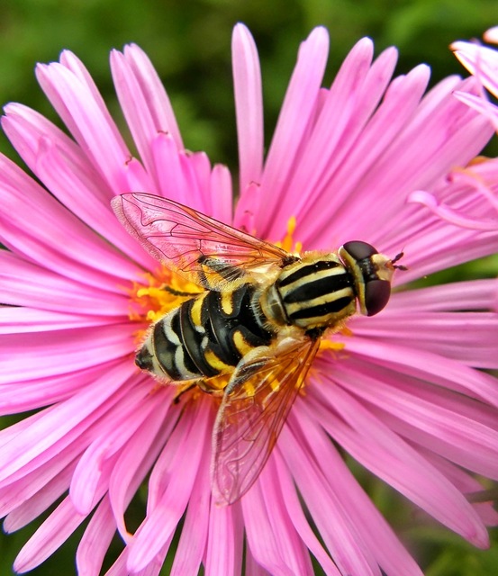 Syrphidae - zengőlegyek