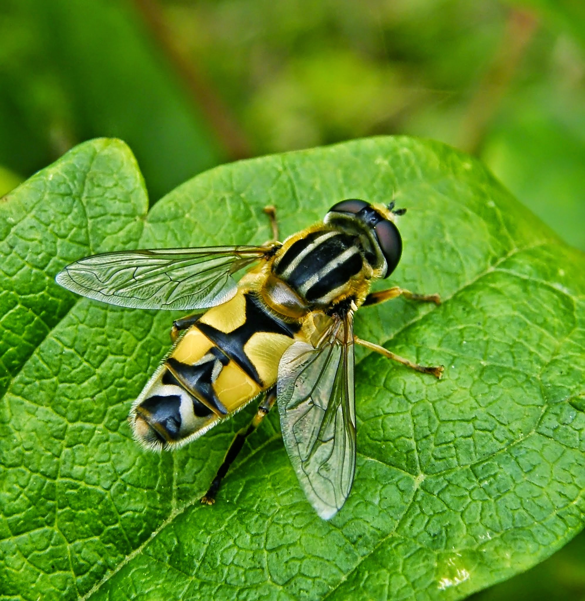Helophilus trivittatus - nagy mocsárilégy