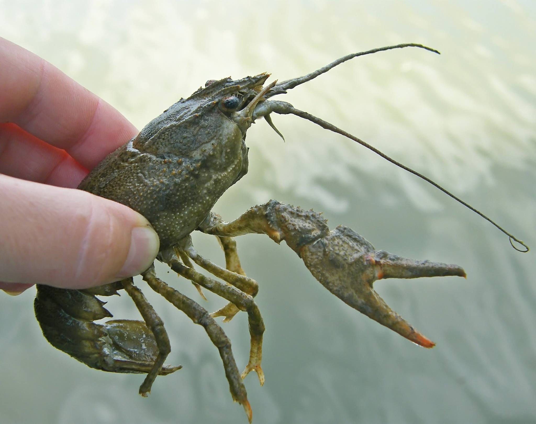 Astacus leptodactylus - kecskerák