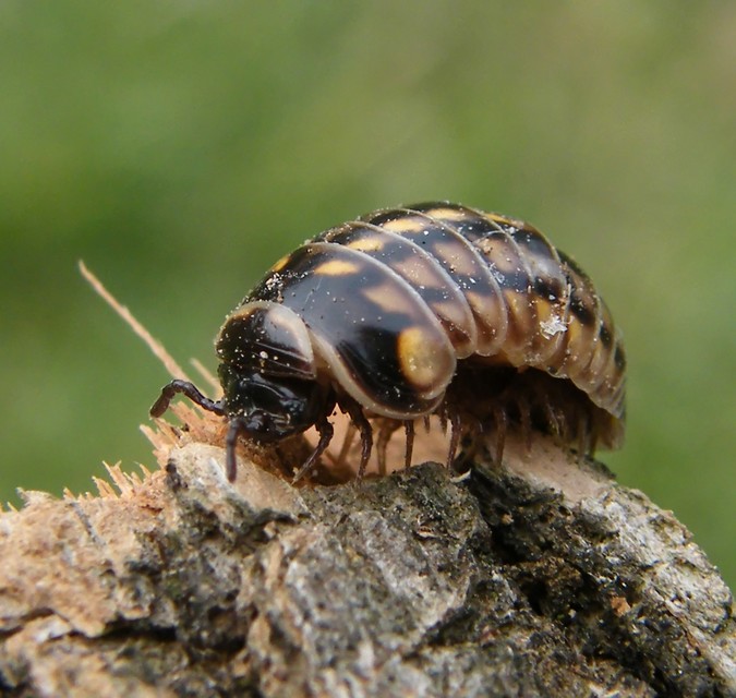 Glomeridae