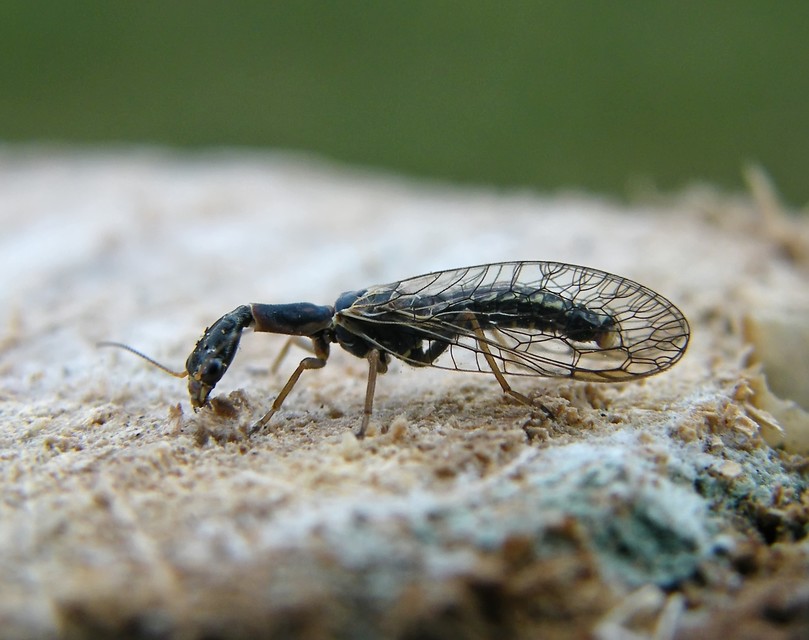 Raphidioptera - Tevenyakú-fátyolkák